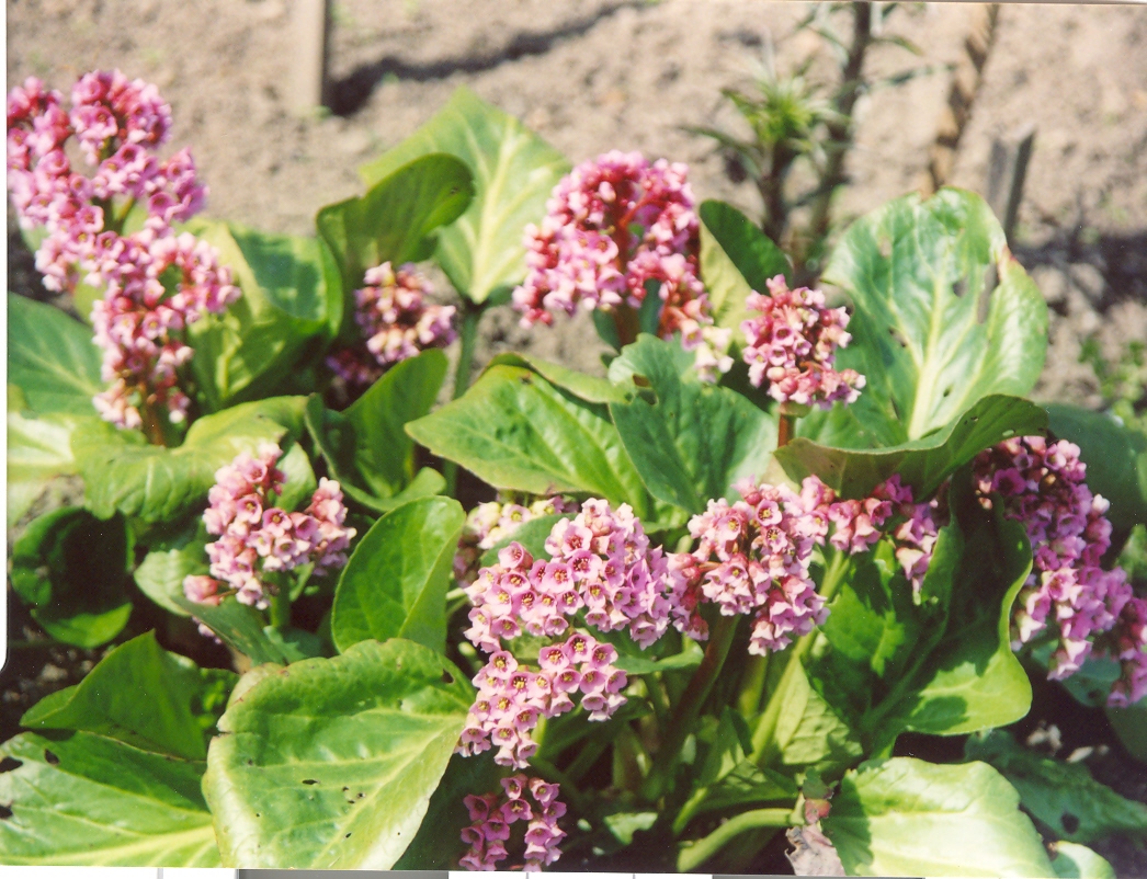 Цветущий Бадан