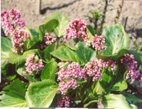 Цветущий Бадан