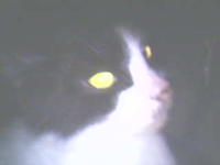 20050724_кошак