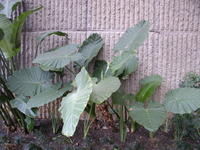 P1010644