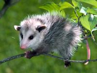 Baby Virginia Opossum(5956)