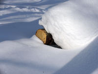 Зима в лесу