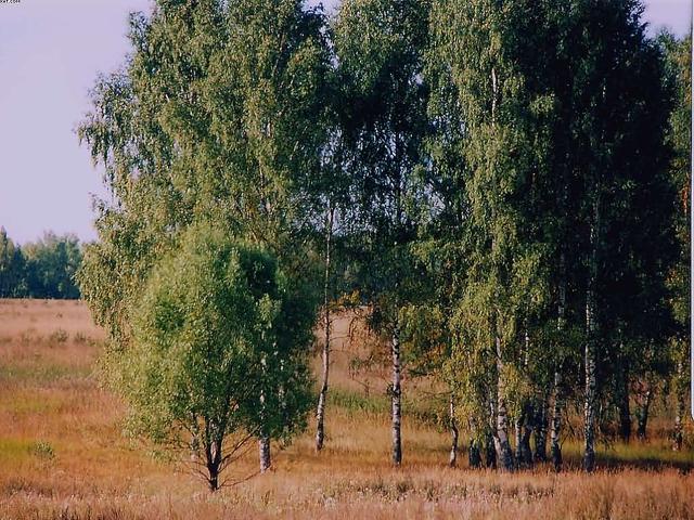 Березки осенние