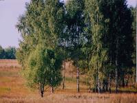 Березки осенние