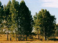 Берёзки