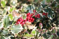 IMG_8373s