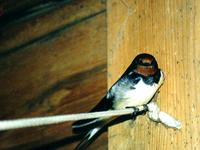 На ночевку