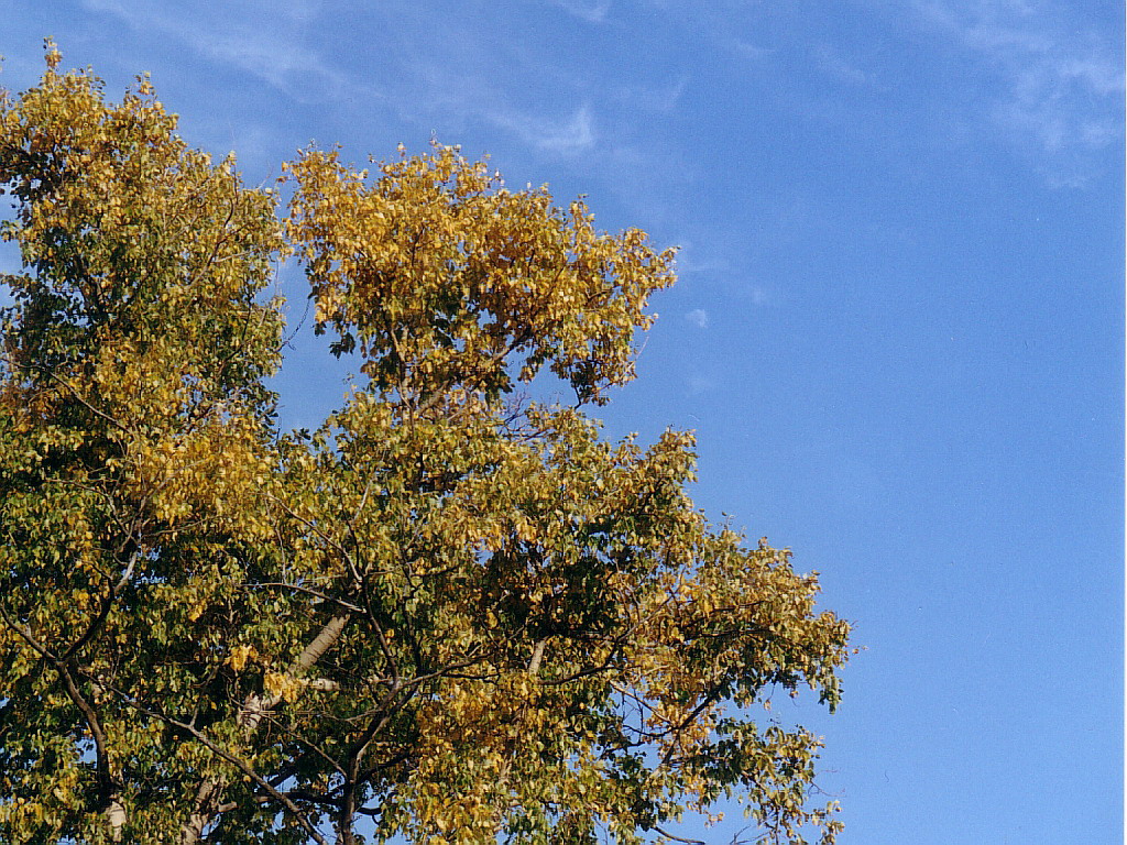 Старый тополь-