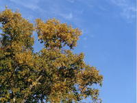 Старый тополь-