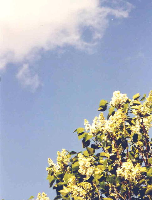 Сирень 3