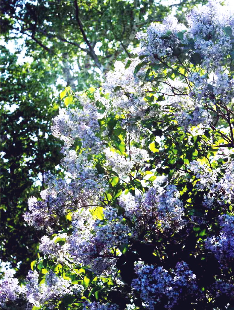 Куст сирени