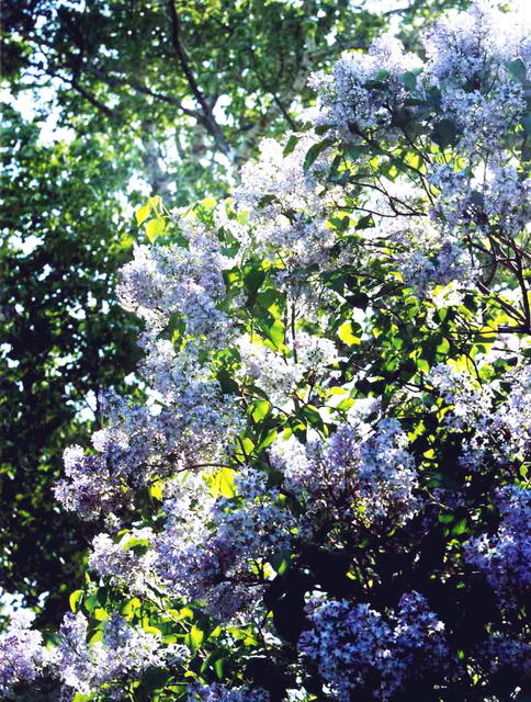 Куст сирени