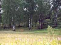 Лесок 2