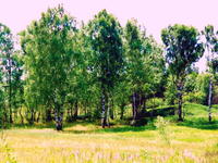 Лесок
