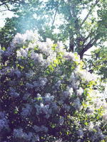 Куст сирени 1