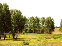 Перелесок
