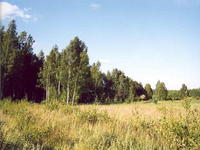 Перелесок 2