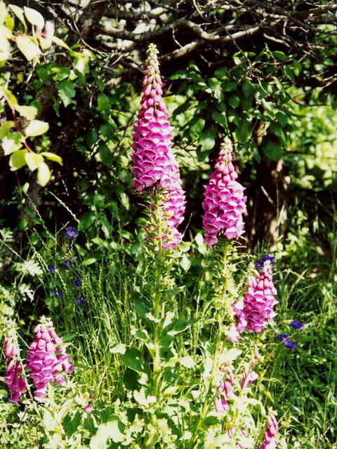 Наперстянка 1