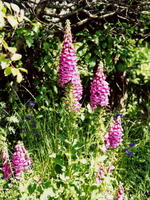 Наперстянка 1