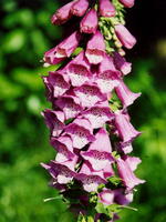 Наперстянка 2