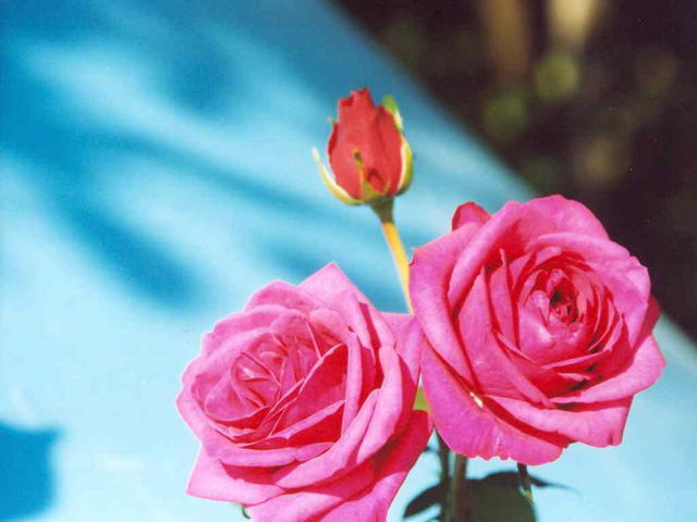 Роза красная 1