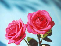 Роза красная 2