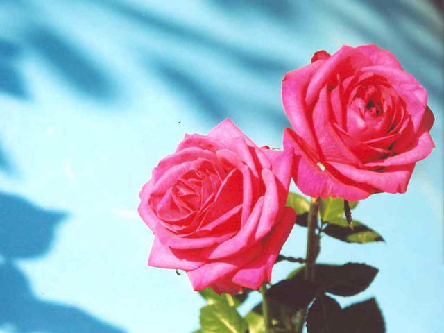 Роза красная 3