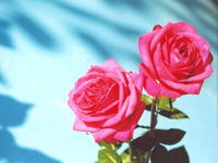 Роза красная 3