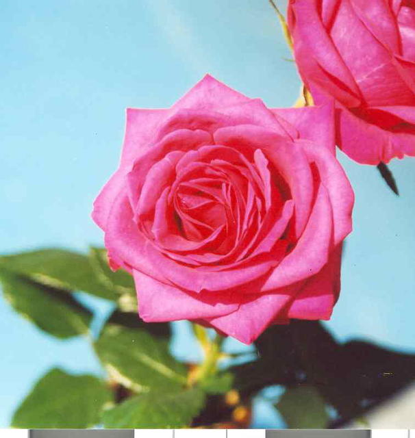 Роза красная 4