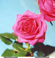 Роза красная 4