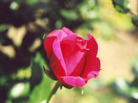 Роза красная 5