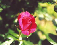 Роза красная 6