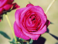 Роза красная 7