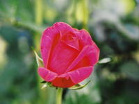 Роза красная 8