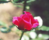 Роза красная 9