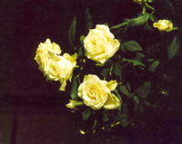 Розы желтые 1