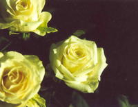 Розы желтые