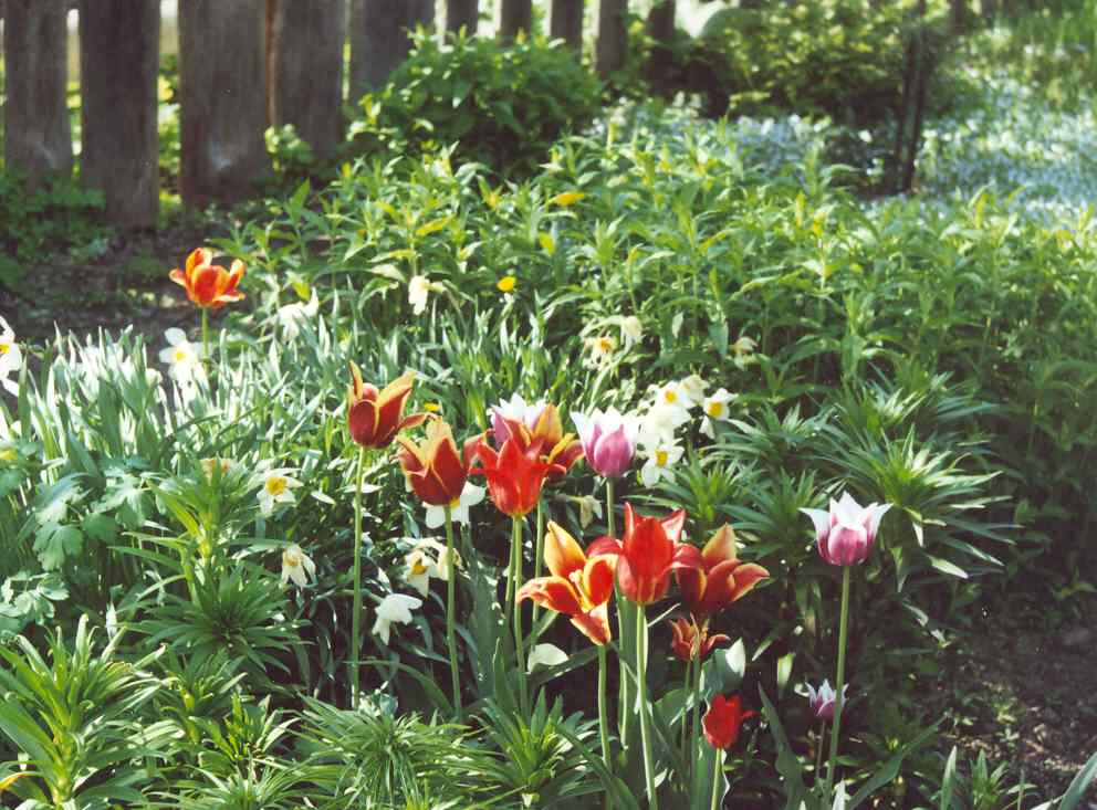 Тюльпаны и нарциссы