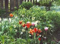 Тюльпаны и нарциссы