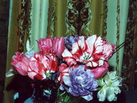 Тюльпаны попугайные