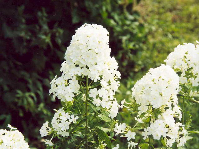 Флокс королевский 1