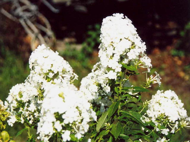 Флокс королевский