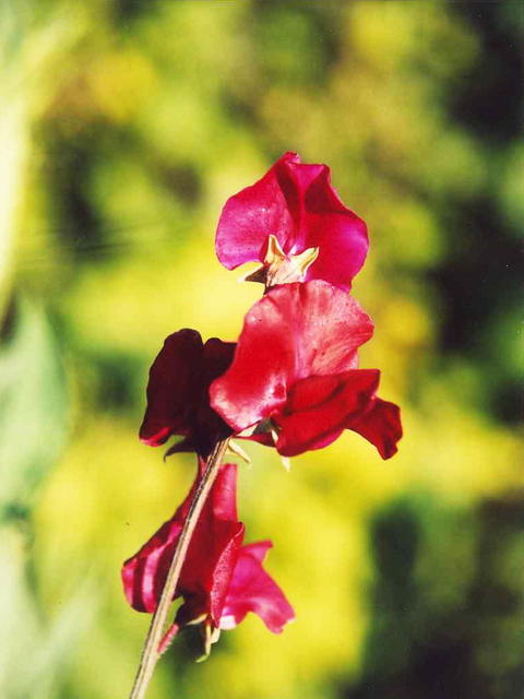 Цветной горошек