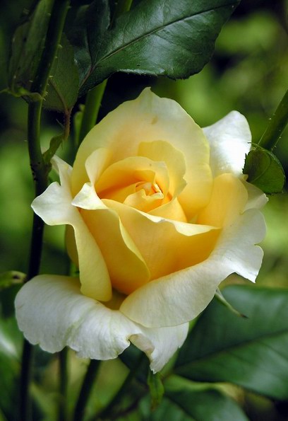 yellow_rose_2