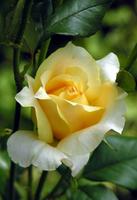 yellow_rose_2