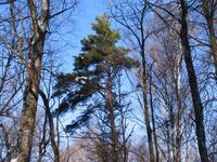 mIMG_2364