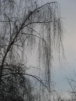 IMG_1695
