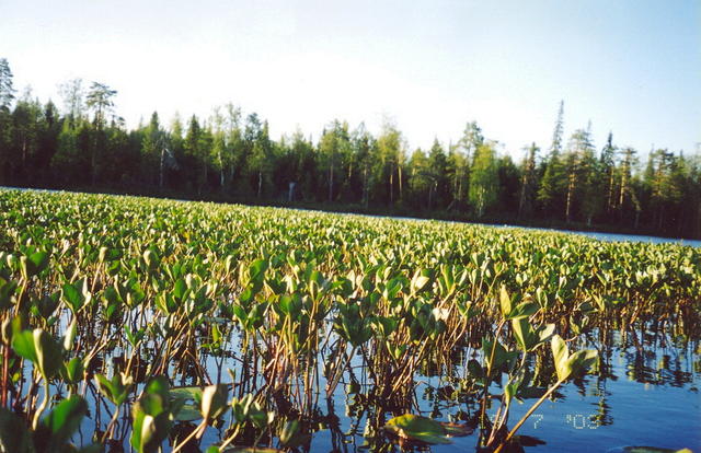 сканирование0036