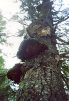 сканирование0037