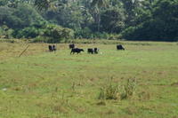 PICT0466.JPG